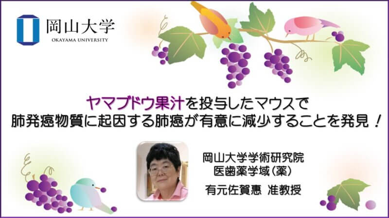 【岡山大学】ヤマブドウ果汁を投与したマウスで肺発癌物質に起因する肺癌が有意に減少することを発見！の画像