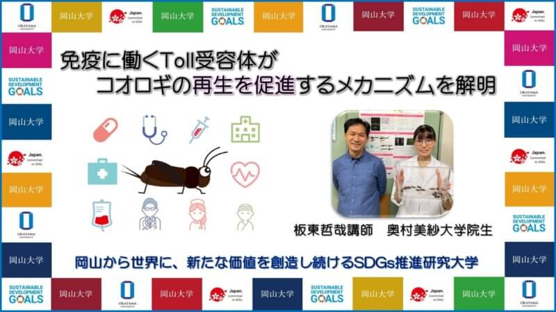 【岡山大学】免疫に働くToll受容体がコオロギの再生を促進するメカニズムを解明の画像