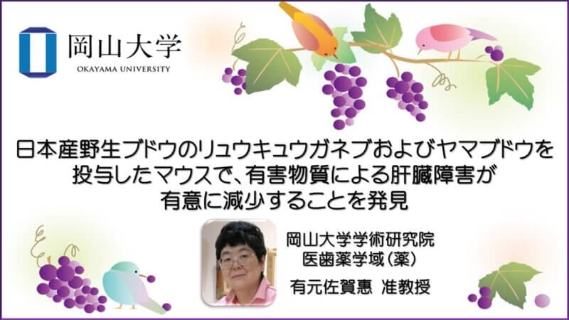 【岡山大学】日本産野生ブドウのリュウキュウガネブおよびヤマブドウを投与したマウスで、有害物質による肝臓障害が有意に減少することを発見の画像