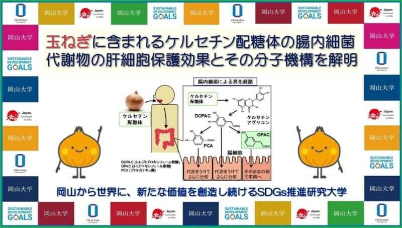 【岡山大学】玉ねぎに含まれるケルセチン配糖体の腸内細菌代謝物の肝細胞保護効果とその分子機構を解明の画像