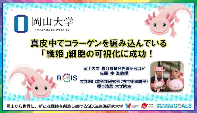 【岡山大学】真皮中でコラーゲンを編み込んでいる「織姫」細胞の可視化に成功！の画像